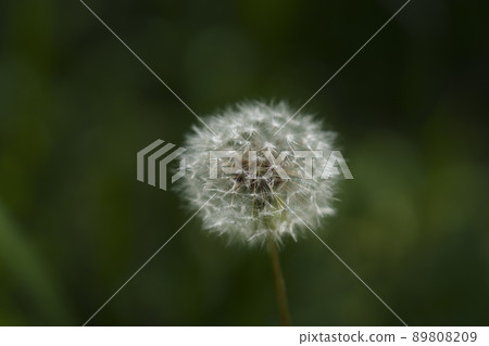 Dandelion fluff (2022 early summer Osaka Castle-Nishinomaru Garden) Dandelion fluff (2022 early summer Osaka Castle-Nishinomaru Garden) 89808209