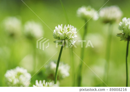 White clover bokeh fresh green season (2022 early summer Osaka Castle-Nishinomaru Garden) 89808216