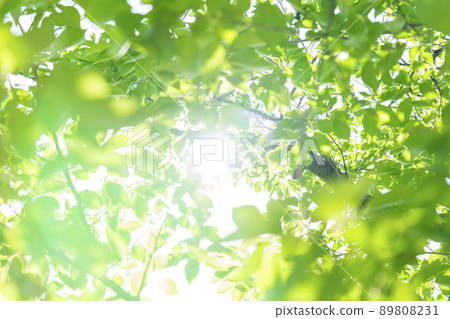 Fresh green trees Wakaba (Early summer 2022 Osaka Castle-Nishinomaru Garden) Fresh green trees Wakaba (Early summer 2022 Osaka Castle-Nishinomaru Garden) 89808231