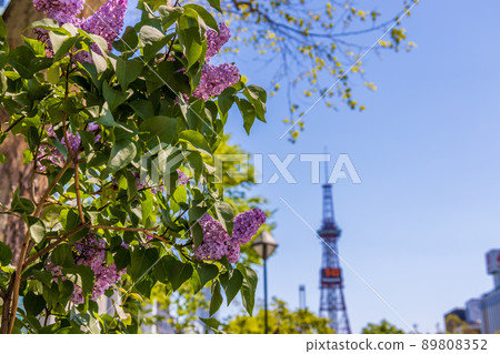 札幌大通公園丁香里拉 89808352