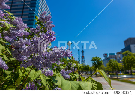 札幌大通公園丁香里拉 89808354