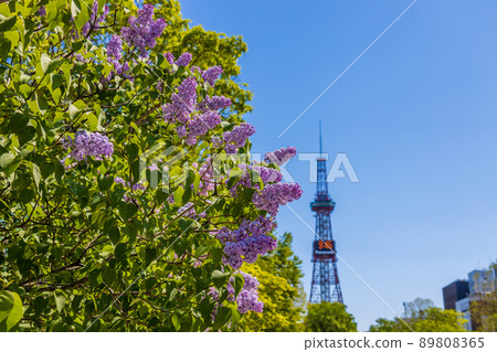 Sapporo Odori Park Lilac Lira Sapporo Odori Park Lilac Lira 89808365