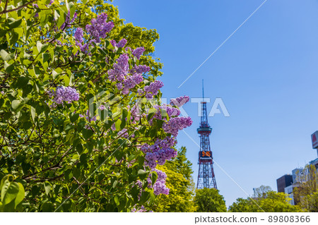 Sapporo Odori Park Lilac Lira Sapporo Odori Park Lilac Lira 89808366