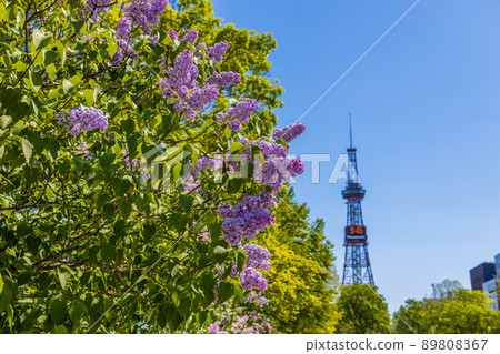 Sapporo Odori Park Lilac Lira Sapporo Odori Park Lilac Lira 89808367