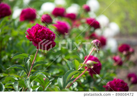 Pink flowers peonies flowering on background pink peonies. Peonies garden. Pink flowers peonies flowering on background pink peonies. Peonies garden. 89808472