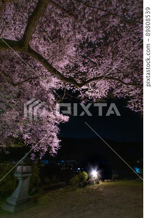 和歌山縣海曾區日下 Ed Higanzakura 燈火通明的君野町 和歌山縣海曾區日下 Ed Higanzakura 燈火通明的君野町 89808539