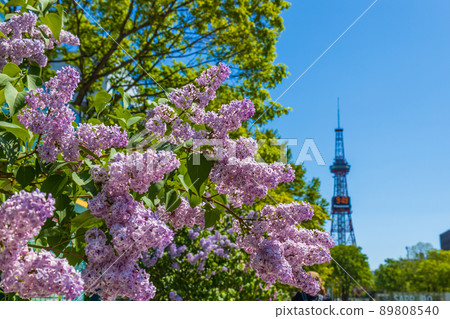 札幌大通公園丁香里拉 89808540