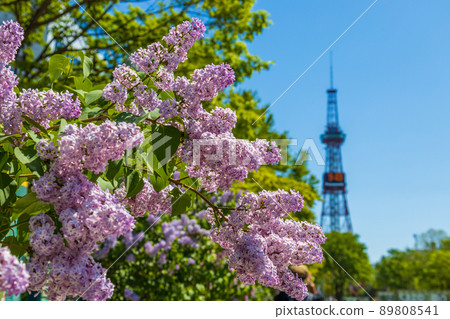 札幌大通公園丁香里拉 札幌大通公園丁香里拉 89808541