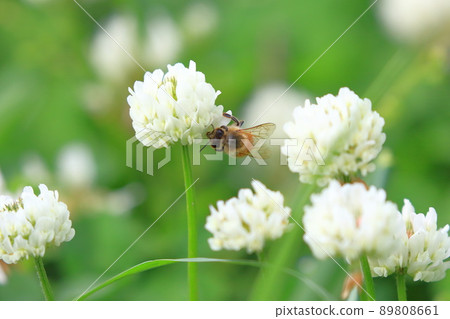 白三葉草和蜜蜂吸食花蜜 白三葉草和蜜蜂吸食花蜜 89808661