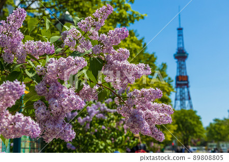 Sapporo Odori Park Lilac Lira Sapporo Odori Park Lilac Lira 89808805