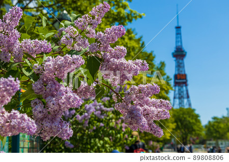 Sapporo Odori Park Lilac Lira Sapporo Odori Park Lilac Lira 89808806