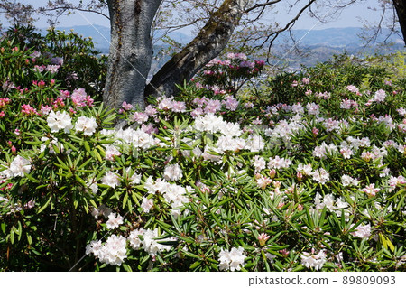 Rhododendron landscape 89809093