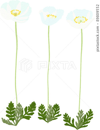 Illustration of white poppy 89809552