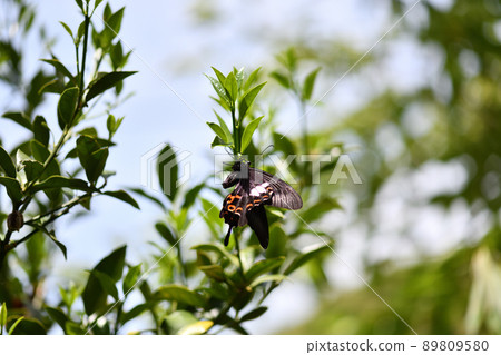 Papilio helenus, Papilio helenus spawning and eating tree, kumquat 89809580
