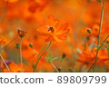鮮花和蜜蜂 89809799