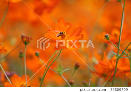 鮮花和蜜蜂 89809799