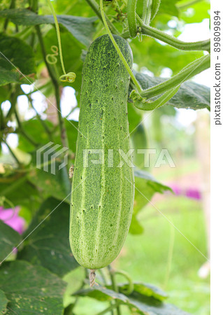 cucumber on tree in farm for harvest cucumber on tree in farm for harvest 89809894