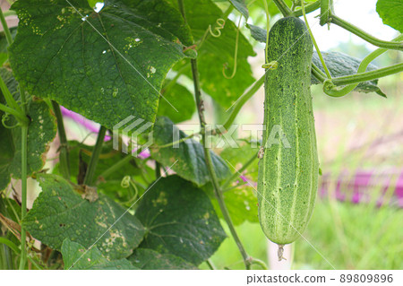 cucumber on tree in farm for harvest cucumber on tree in farm for harvest 89809896
