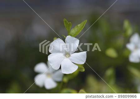 Small White Periwinkle Small White Periwinkle 89809966
