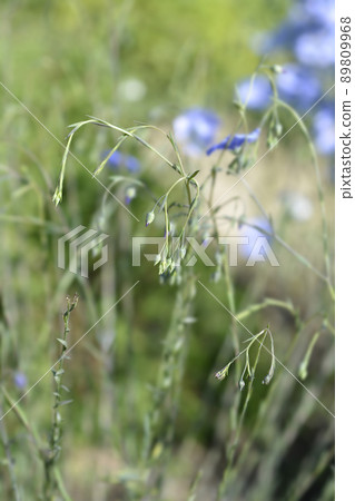 Perennial flax 89809968