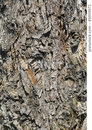 Lombardy poplar Lombardy poplar 89809971