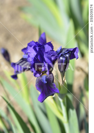 Standard dwarf iris Brannigan 89809974