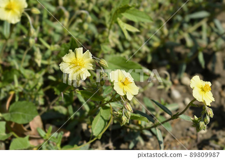 Oval-leaved rockrose 89809987