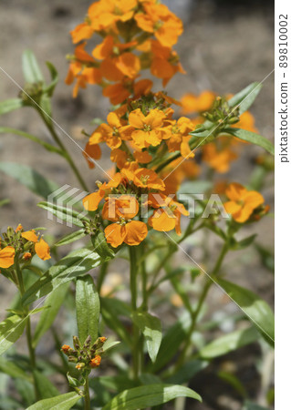 Siberian Wallflower 89810002