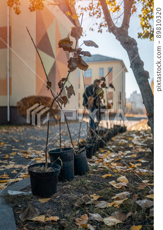 reforestation or set of young trees trunks in pots for planting in fall reforestation or set of young trees trunks in pots for planting in fall 89810320