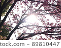 陽光透過櫻花灑落 89810447