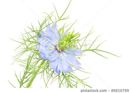 [Nigella]（深度合成） 89810789