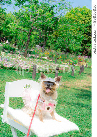 Dog and flower field Dog and flower field 89810816