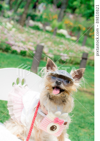 Dog and flower field 89810821
