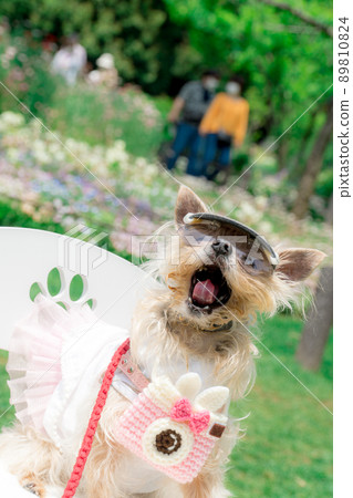 Dog and flower field Dog and flower field 89810824