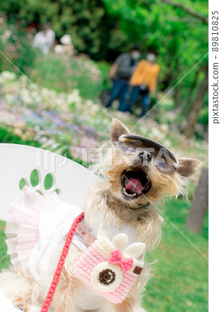 Dog and flower field Dog and flower field 89810825