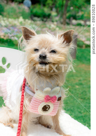 Dog and flower field 89810828