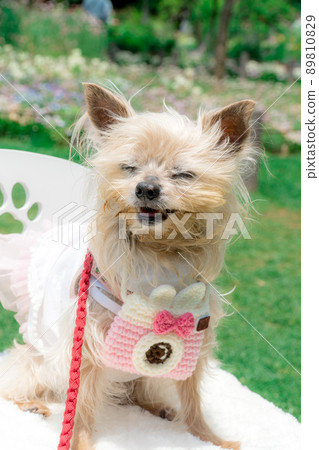 狗和花田 89810829