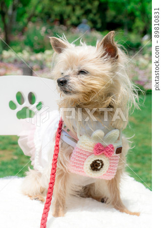 Dog and flower field Dog and flower field 89810831