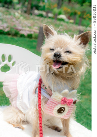 Dog and flower field Dog and flower field 89810833