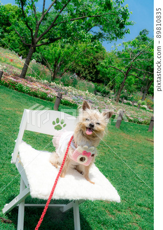 Dog and flower field Dog and flower field 89810835