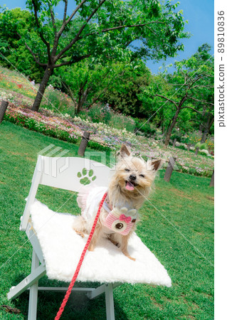 Dog and flower field 89810836