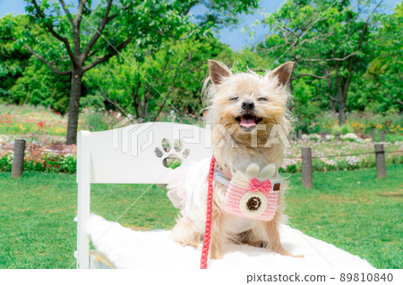 Dog and flower field Dog and flower field 89810840