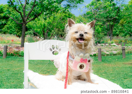 Dog and flower field Dog and flower field 89810841