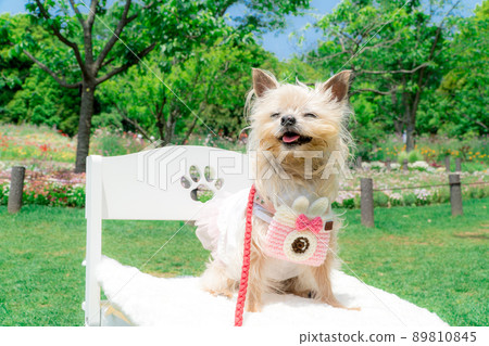 Dog and flower field Dog and flower field 89810845