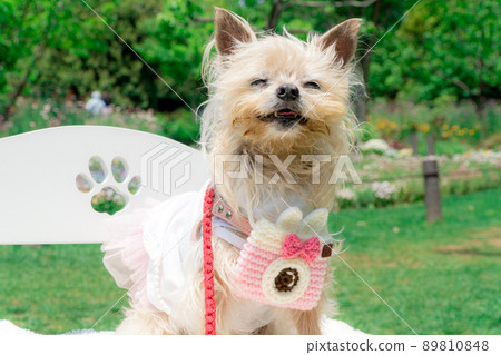 Dog and flower field Dog and flower field 89810848