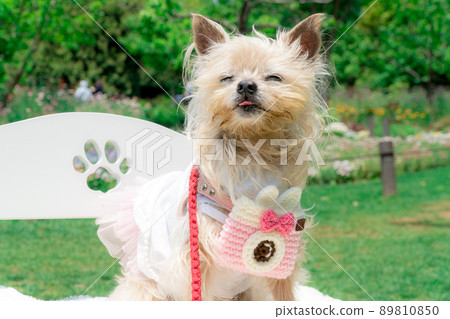 Dog and flower field 89810850