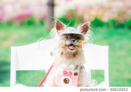 Dog and flower field Dog and flower field 89810852