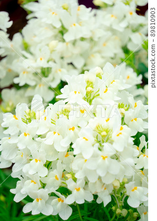 Small white flower 89810903