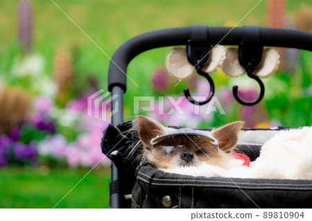 Dog and flower field 89810904