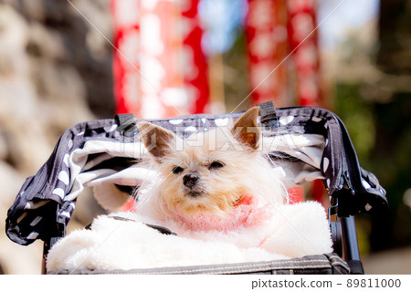 Funny Pictures 89811000